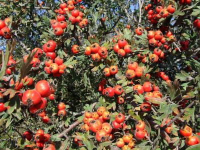 Прикрепленное изображение: DSCF5755.jpg